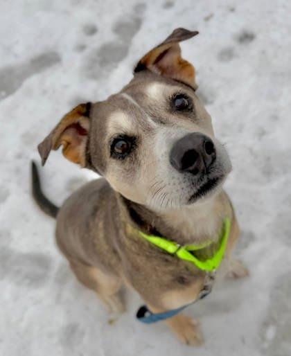 Enlarge Cannon, a Adoptable mixed breed in Parma, OH image 3/3