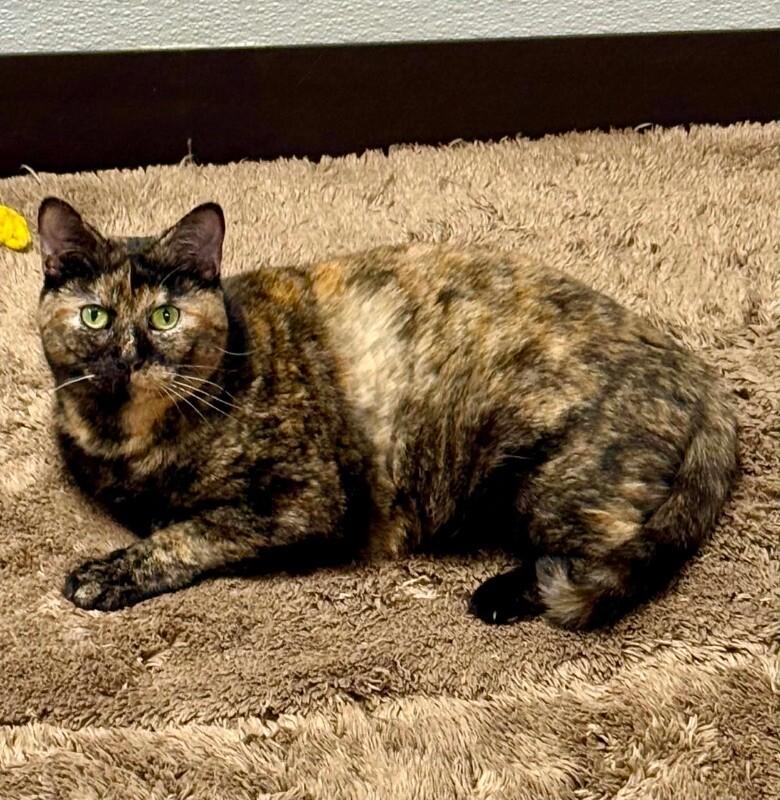 Enlarge Bonita, a Adoptable Tortoiseshell in Belton, MO image 3/6
