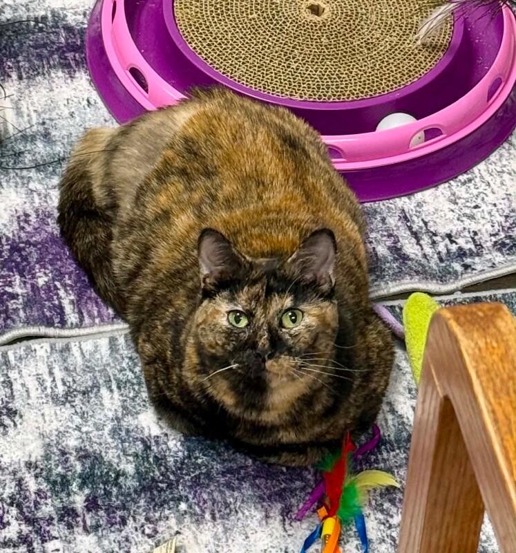 Enlarge Bonita, a Adoptable Tortoiseshell in Belton, MO image 4/6