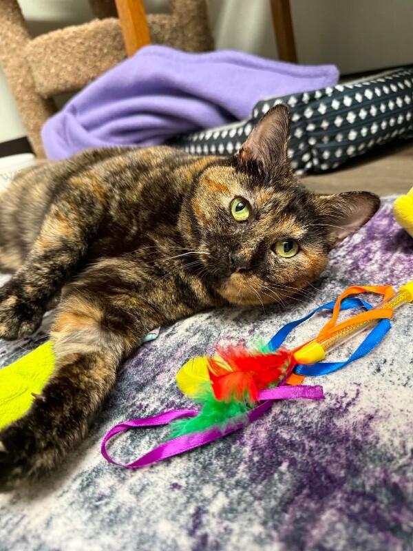 Enlarge Bonita, a Adoptable Tortoiseshell in Belton, MO image 6/6
