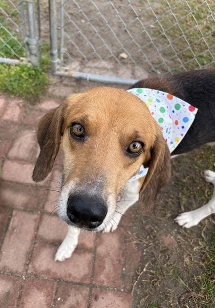 Bobby- best friend material!, Adoptable, Adult Male Hound.