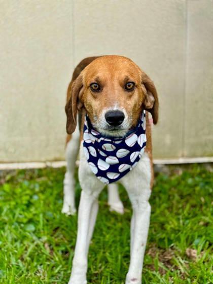 Enlarge Bobby- best friend material!, a Adoptable Hound in Oakhurst, NJ image 2/2
