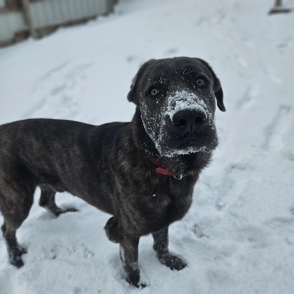 Walter, a Adoptable mixed breed in McKean, PA image 1/6