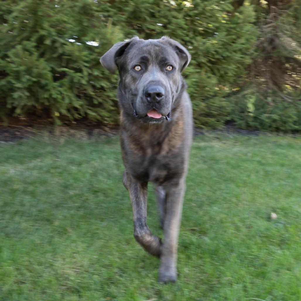 Walter, a Adoptable mixed breed in McKean, PA image 2/6