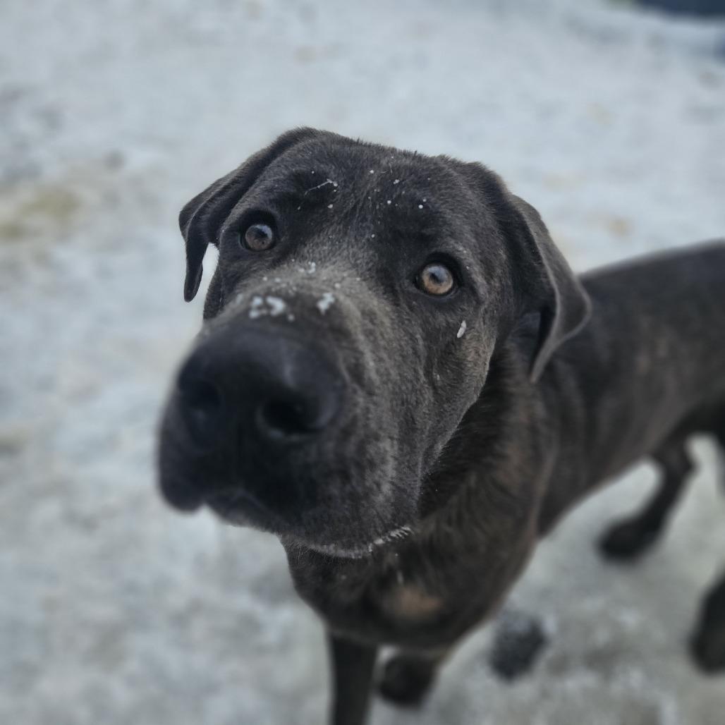Walter, a Adoptable mixed breed in McKean, PA image 3/6
