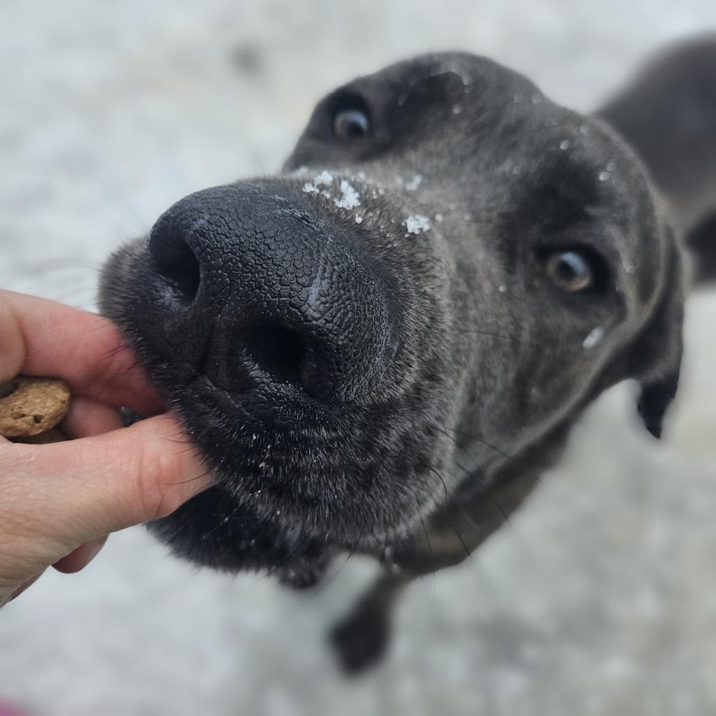 Walter, a Adoptable mixed breed in McKean, PA image 5/6