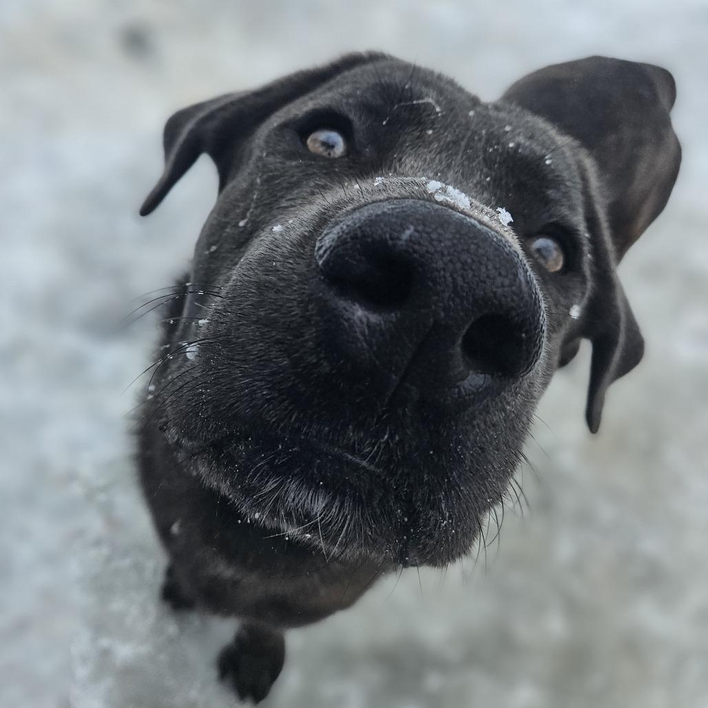 Walter, a Adoptable mixed breed in McKean, PA image 6/6
