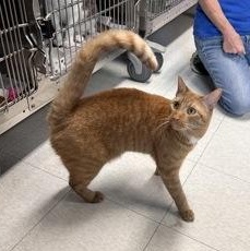 Ginger Boy, a Adoptable mixed breed in Bridgewater, NJ image 3/3