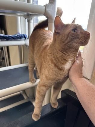Ginger Boy, Adoptable, Adult Male Domestic Short Hair & Domestic Short Hair.