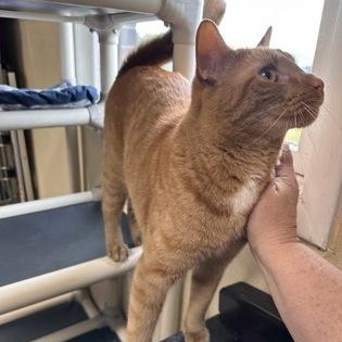 Ginger Boy, a Adoptable mixed breed in Bridgewater, NJ image 2/3