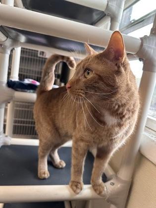 Ginger Boy, a Adoptable mixed breed in Bridgewater, NJ image 2/3