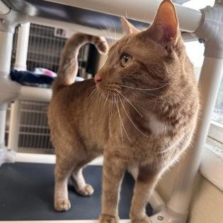 Ginger Boy, a Adoptable mixed breed in Bridgewater, NJ image 1/3