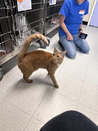 Enlarge Ginger Boy, a Adoptable mixed breed in Bridgewater, NJ image 3/3