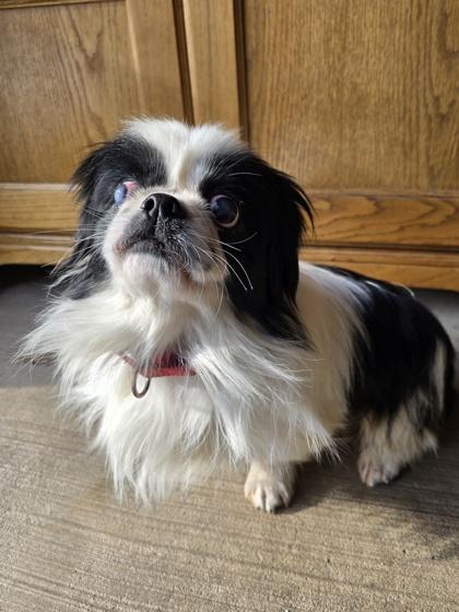 Enlarge Panda, an adopted mixed breed in Williamsport, PA image 1/3