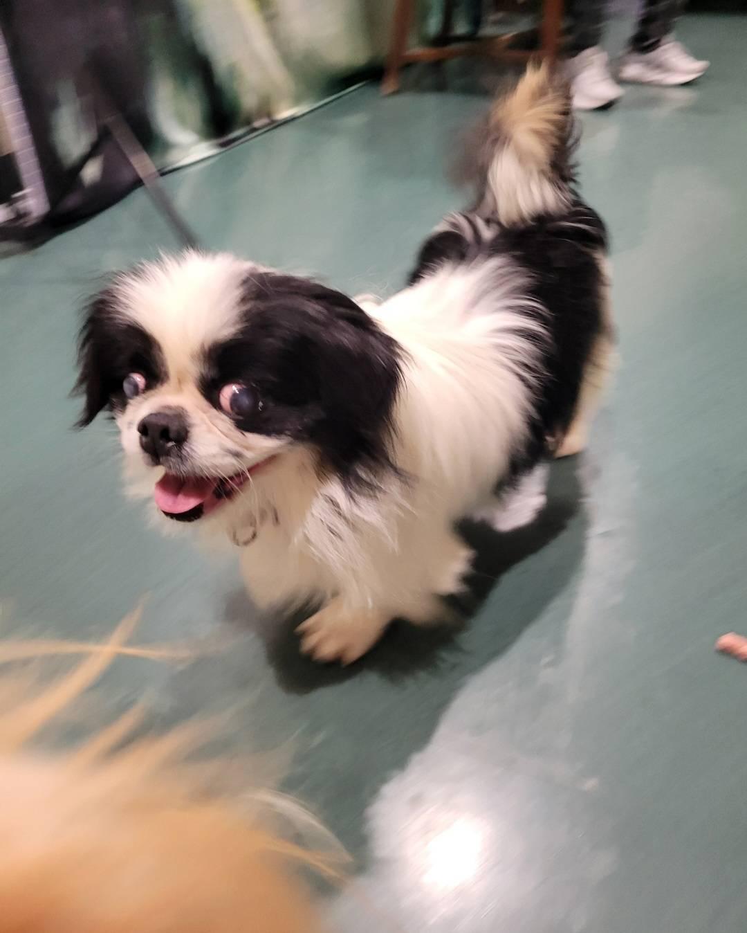 Enlarge Panda, an adopted mixed breed in Williamsport, PA image 3/3