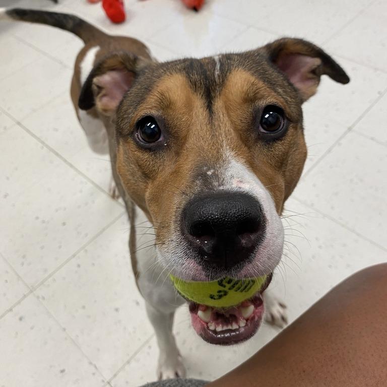 BooBoo, Adoptable, Adult Female Mixed Breed.