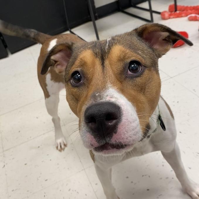 Enlarge BooBoo, a Adoptable Mixed Breed in Davenport, IA image 2/6