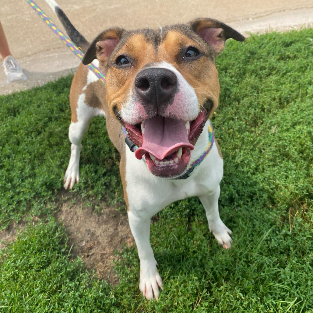 Enlarge BooBoo, a Adoptable Mixed Breed in Davenport, IA image 3/6