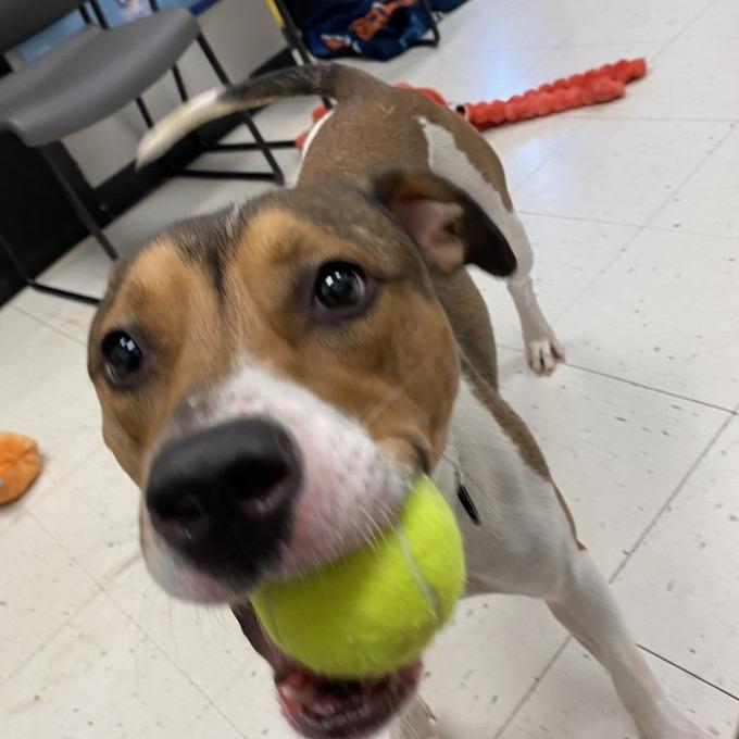 Enlarge BooBoo, a Adoptable Mixed Breed in Davenport, IA image 4/6