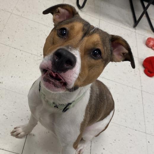 Enlarge BooBoo, a Adoptable Mixed Breed in Davenport, IA image 5/6