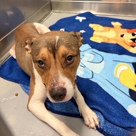 Enlarge BooBoo, a Adoptable Mixed Breed in Davenport, IA image 6/6