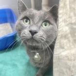 Enlarge Iconic, a ADOPTABLE Domestic Short Hair in Lansing, MI image 1/1