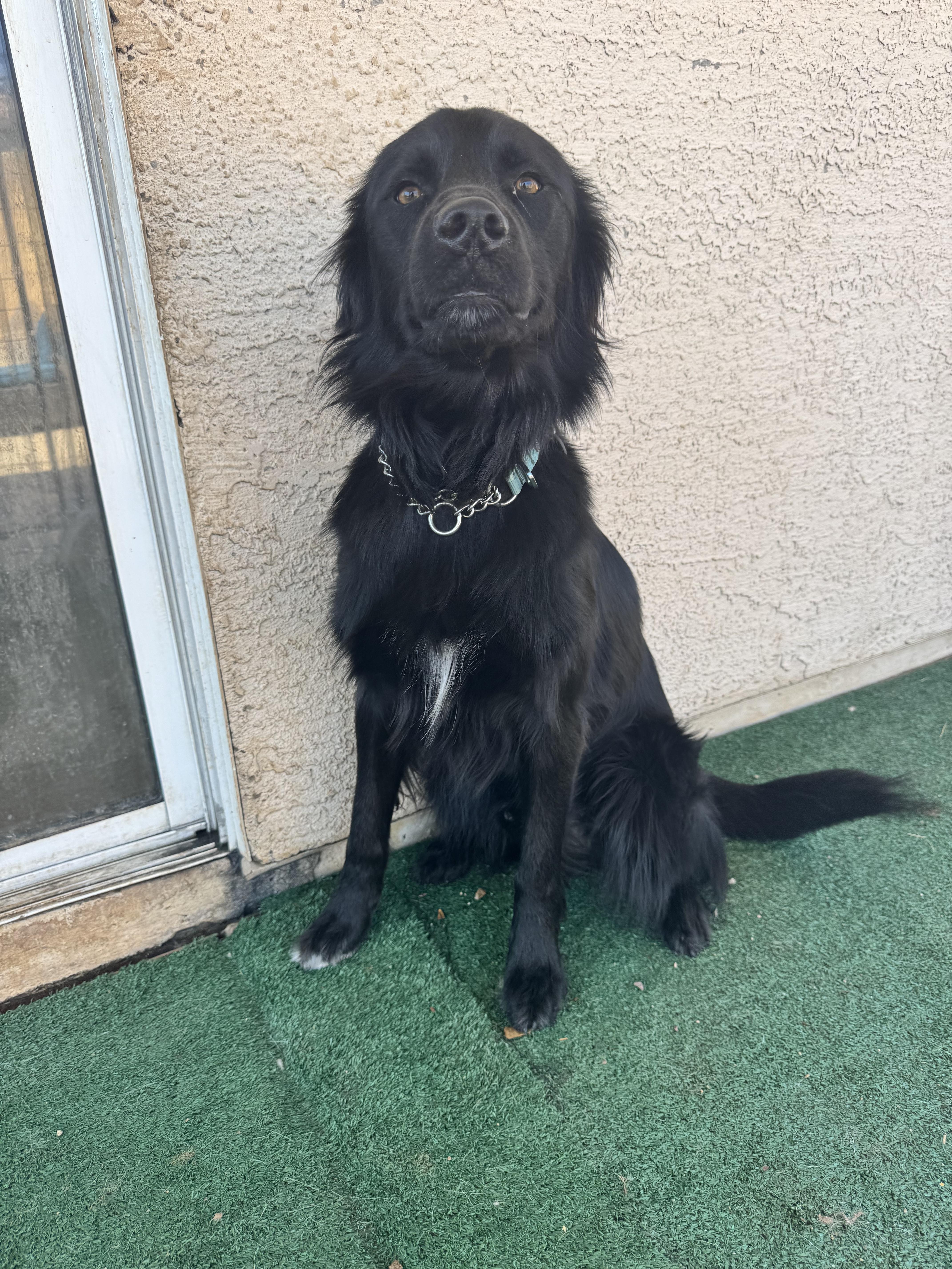 Enlarge Shadow, a Adoptable mixed breed in San Tan Valley, AZ image 1/3