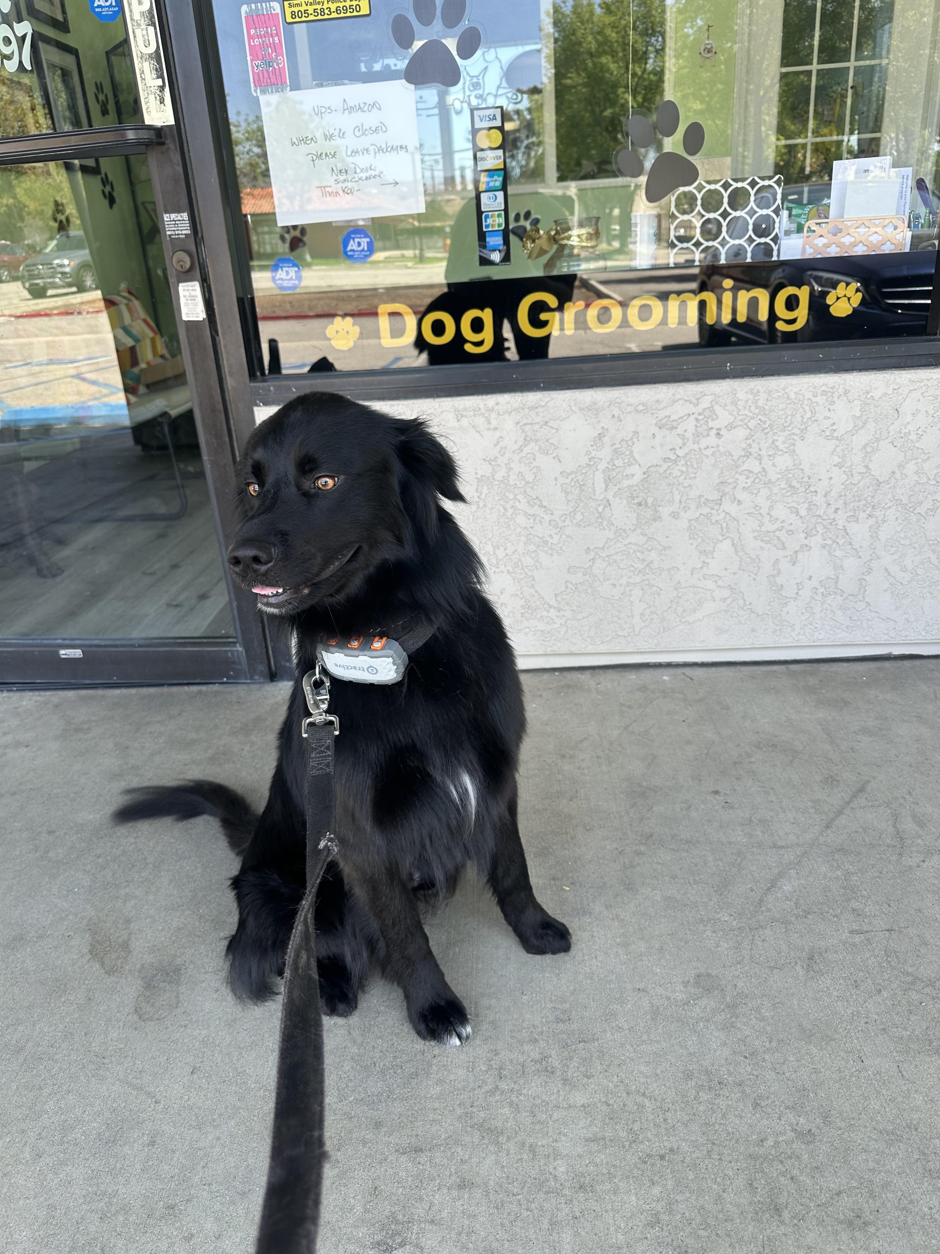 Enlarge Shadow, a Adoptable mixed breed in San Tan Valley, AZ image 3/3