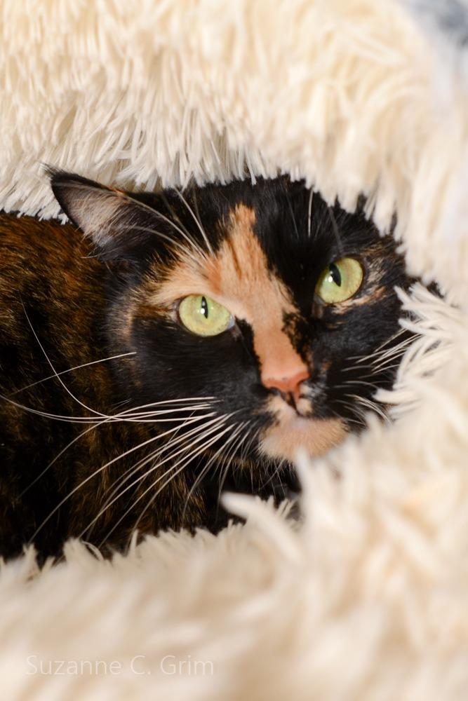 Mia, Adoptable, Young Female Domestic Short Hair.