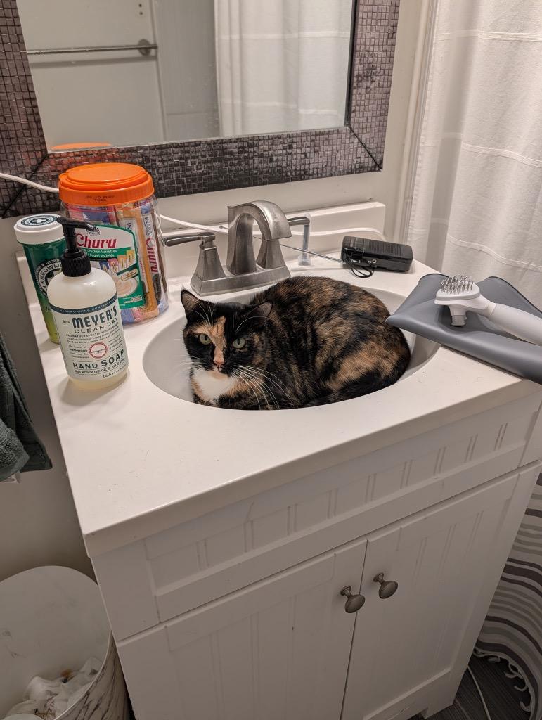 Enlarge Mia, a Adoptable mixed breed in New Orleans, LA image 2/5