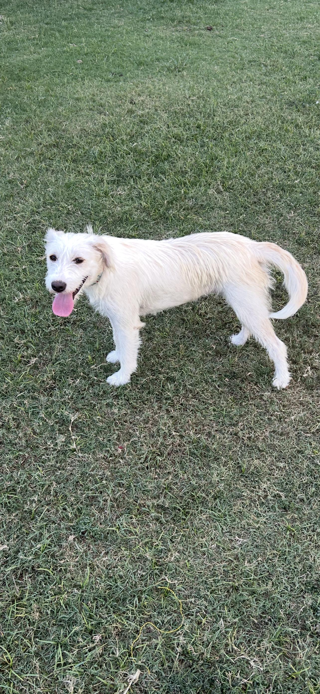 Moxy, Adopted, Young Female Mixed Breed.