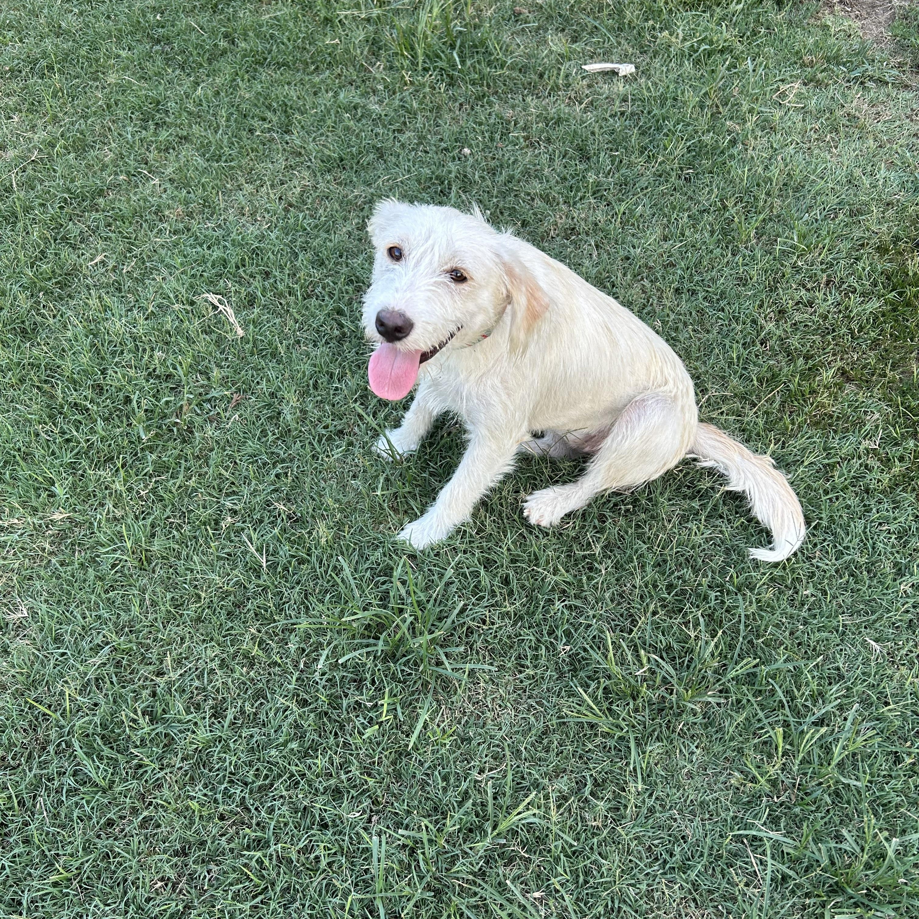 Moxy, a Adopted Mixed Breed in Sanger, TX image 2/3