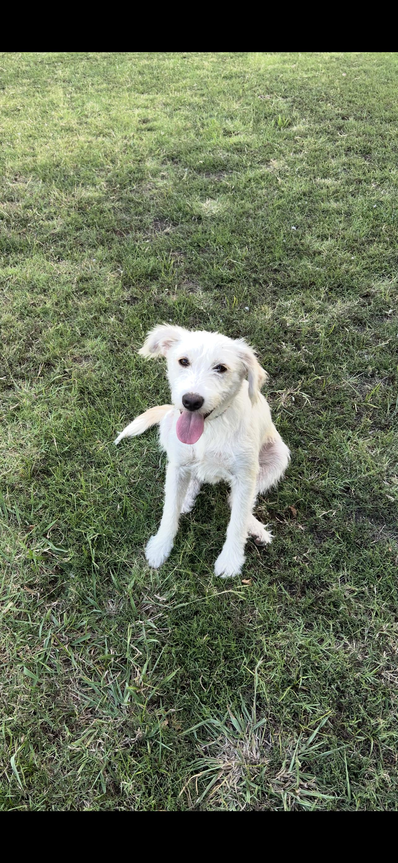 Moxy, a Adopted Mixed Breed in Sanger, TX image 3/3