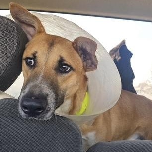 Enlarge Miller, a Adoptable mixed breed in Pocatello, ID image 1/2