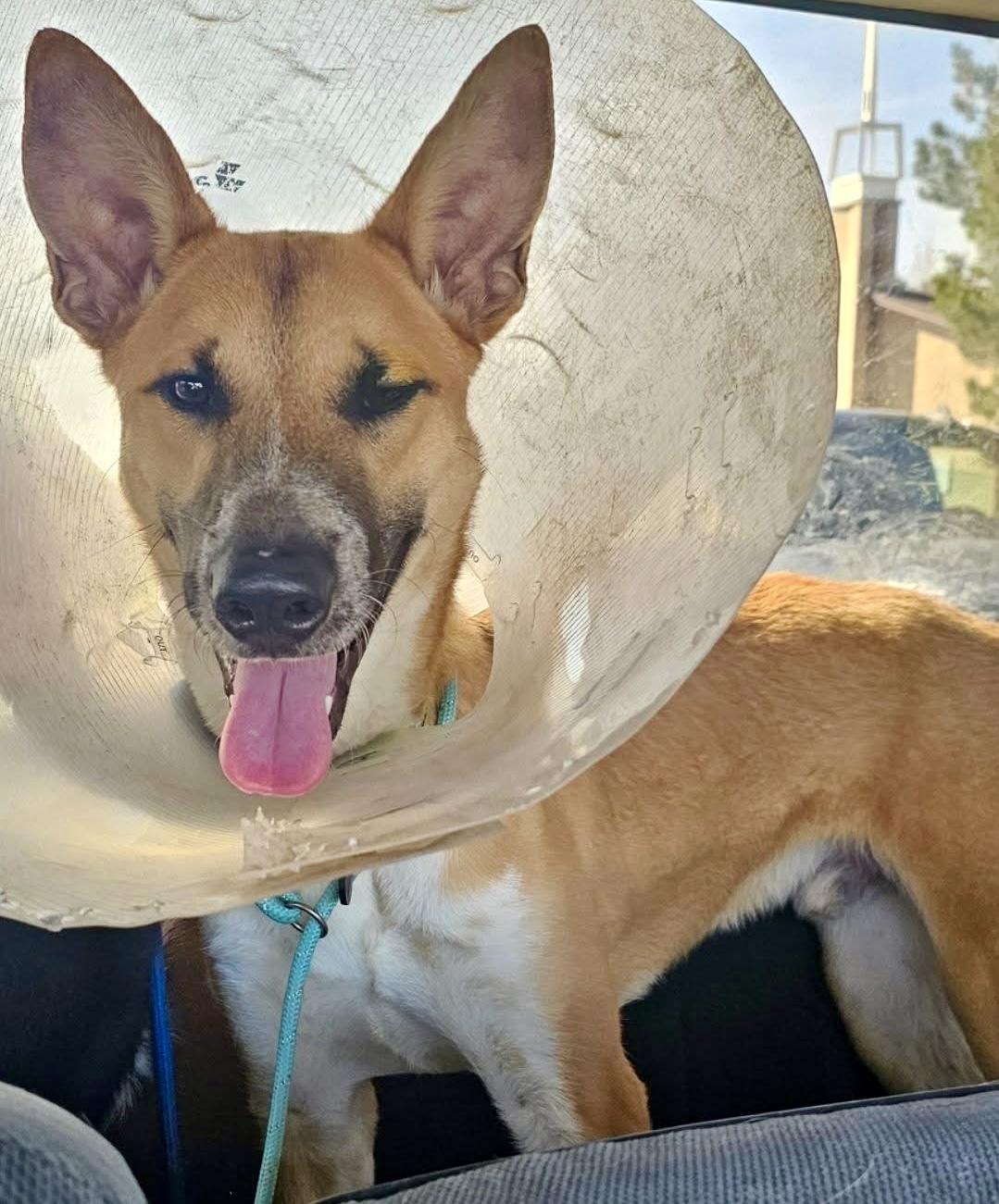 Enlarge Miller, a Adoptable mixed breed in Pocatello, ID image 2/2