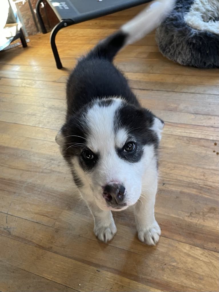 Panda, Adopted, Puppy Male Husky.