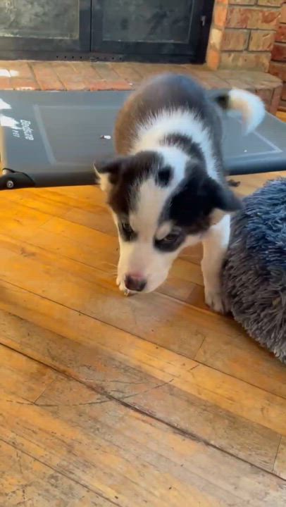 Enlarge Panda, a Adopted Husky in STE-MARGUERITE-DU-LAC-MASSON, QC video 2/2