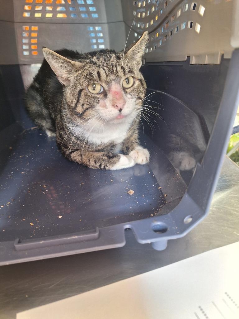 Enlarge Roger the Cat, a Adoptable mixed breed in Windsor, CT image 1/1