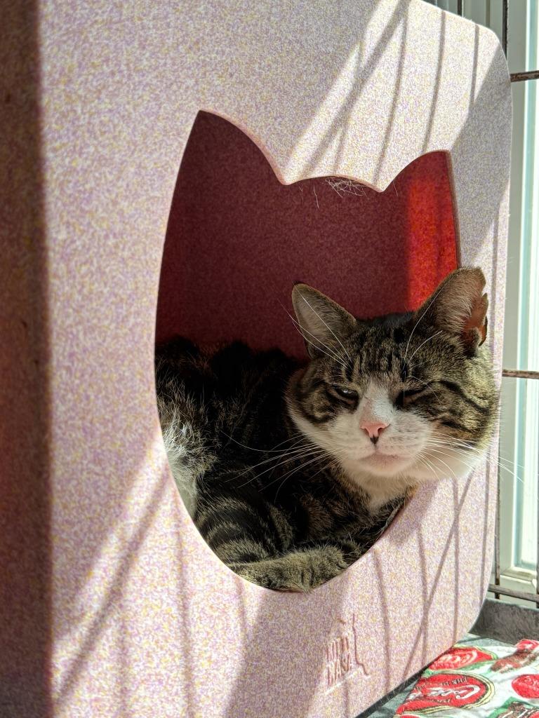Enlarge Roger the Cat, a Adoptable mixed breed in Windsor, CT image 1/2