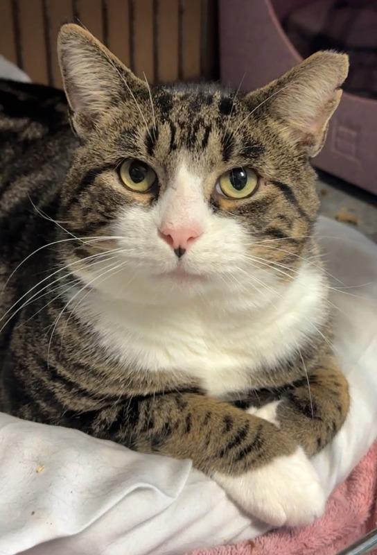 Enlarge Roger the Cat, a Adoptable mixed breed in Windsor, CT image 2/2