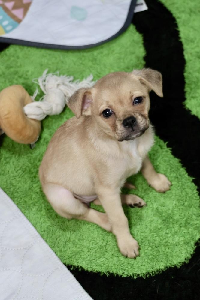 Zarly, Adoptable, Puppy Female Pug.