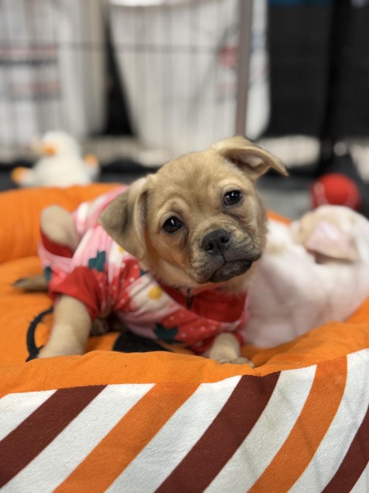 Zarly, Adoptable, Puppy Female Pug.