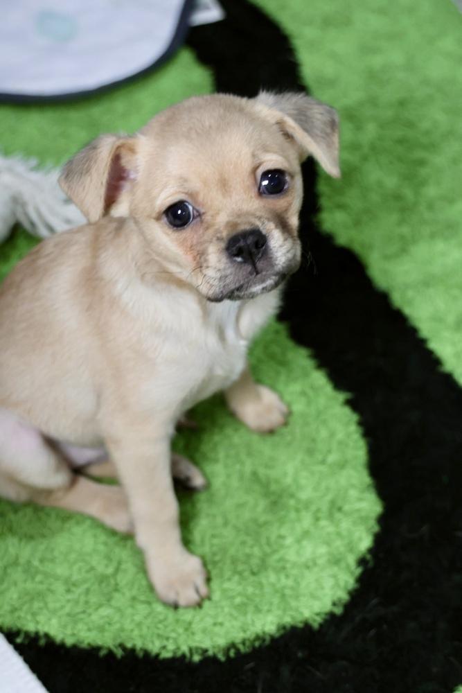 Enlarge Zarly, a Adoptable mixed breed in TUCSON, AZ image 2/2