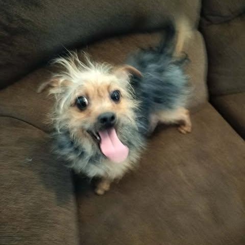 Enlarge CAESAR, an adopted Yorkshire Terrier in Harlem, GA image 6/6