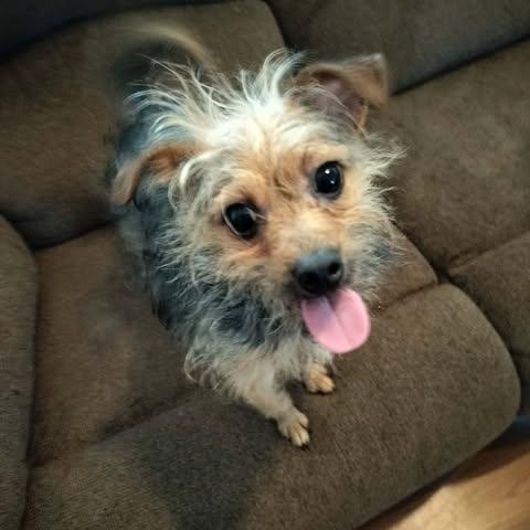 CAESAR, adopted, Adult Male Yorkshire Terrier.
