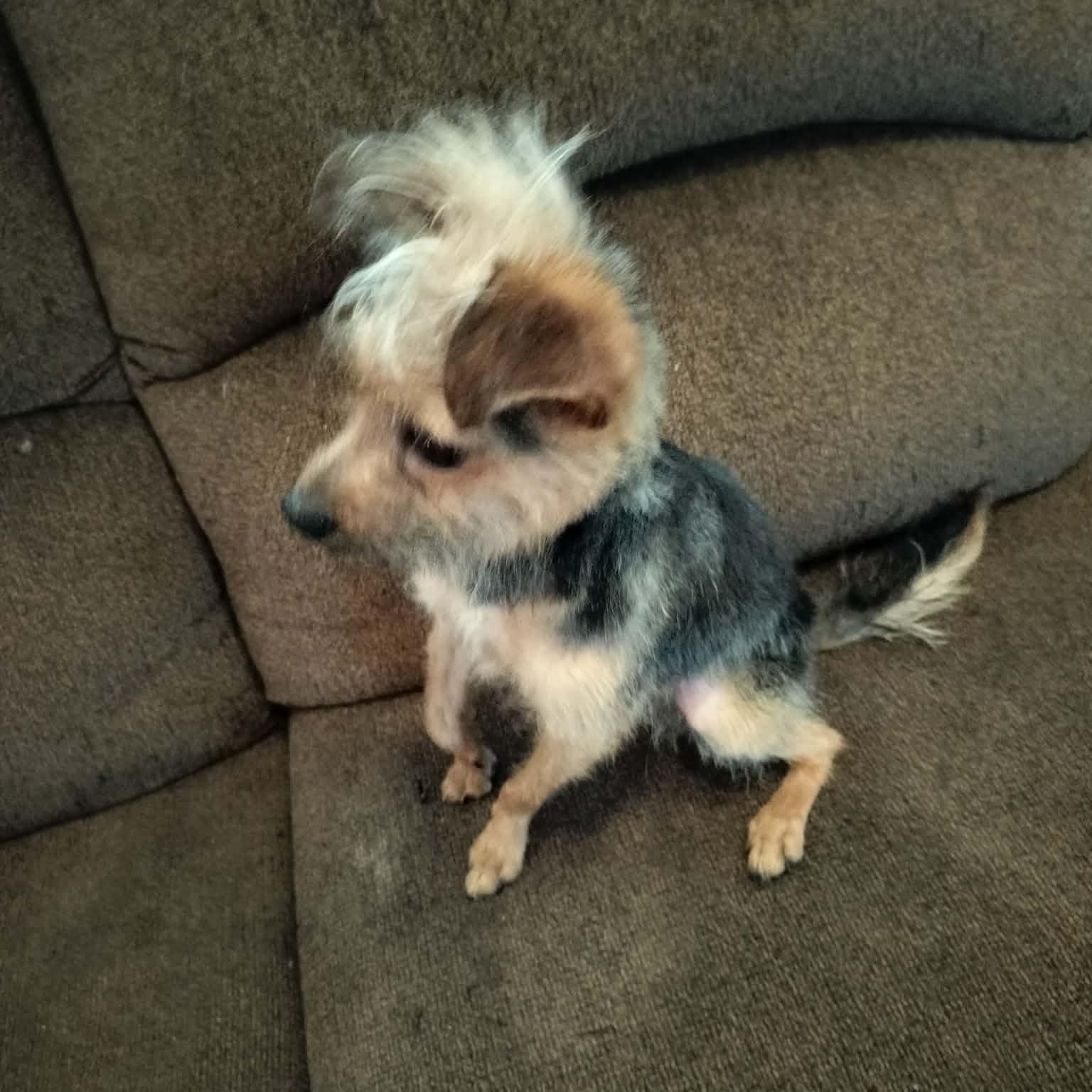 Enlarge CAESAR, an adopted Yorkshire Terrier in Harlem, GA image 4/6