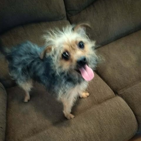 Enlarge CAESAR, an adopted Yorkshire Terrier in Harlem, GA image 5/6