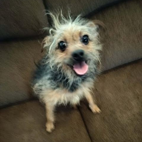 Enlarge CAESAR, an adopted Yorkshire Terrier in Harlem, GA image 3/6