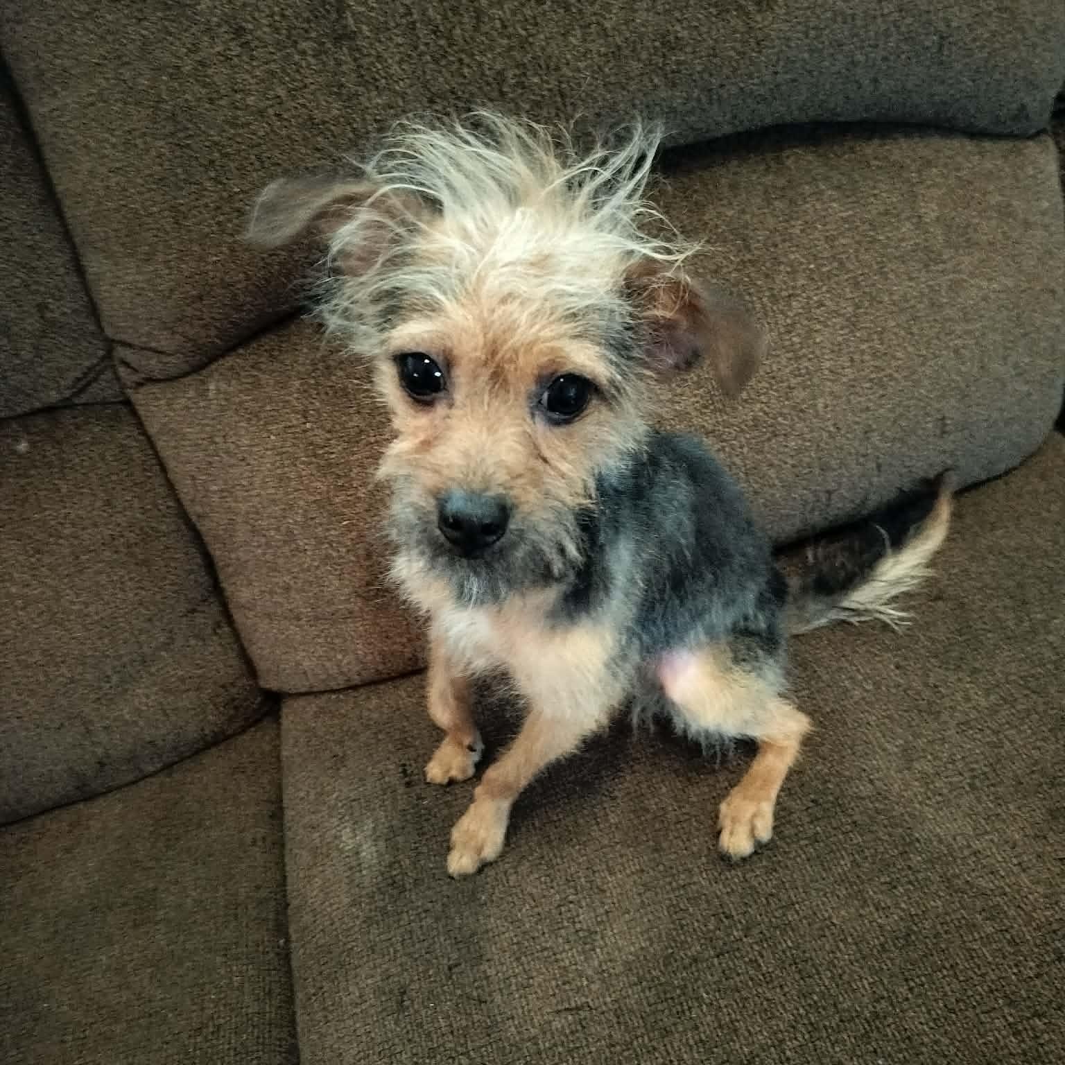 Enlarge CAESAR, an adopted Yorkshire Terrier in Harlem, GA image 2/6
