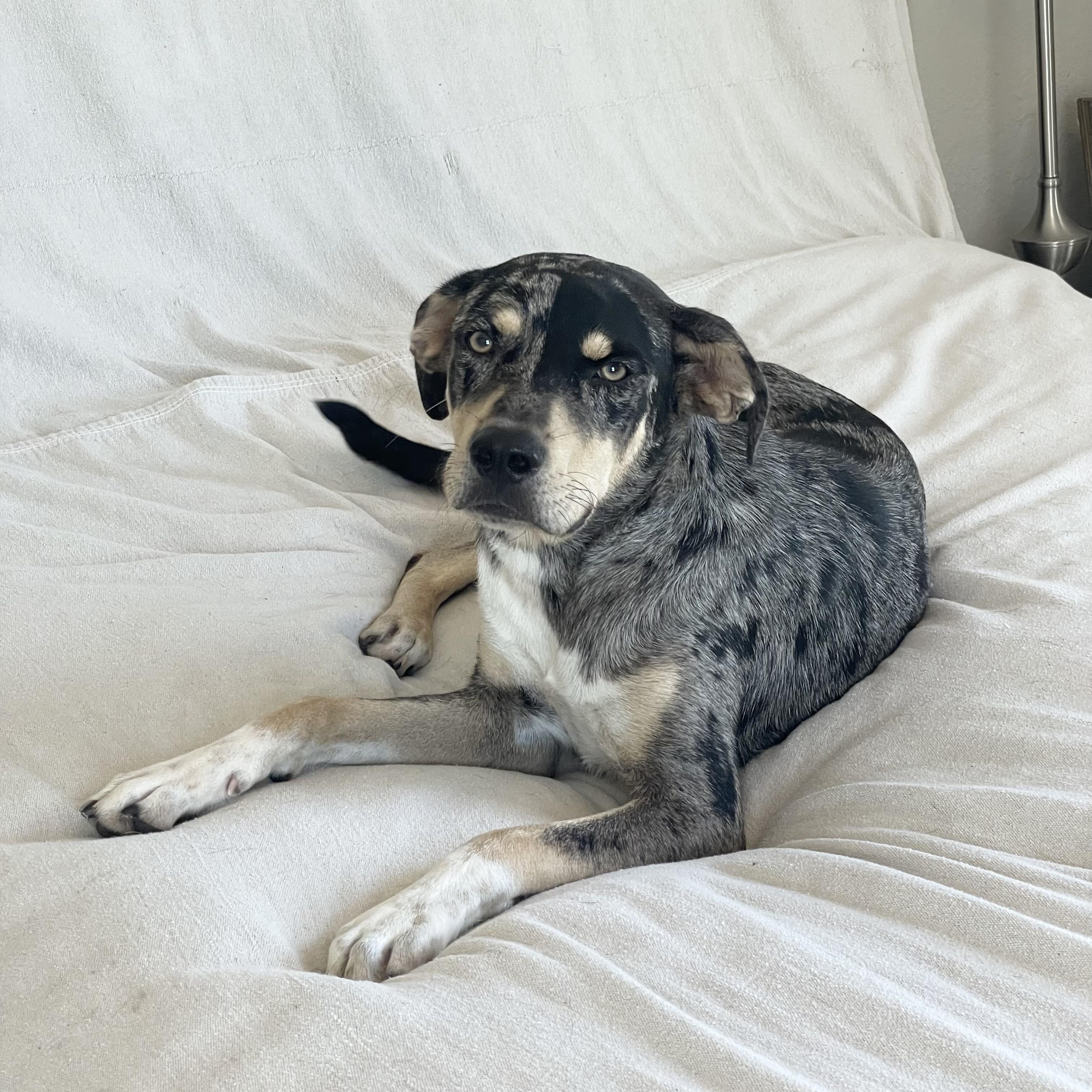 Enlarge Perfect River, a ADOPTABLE mixed breed in West Hartford , CT image 1/6